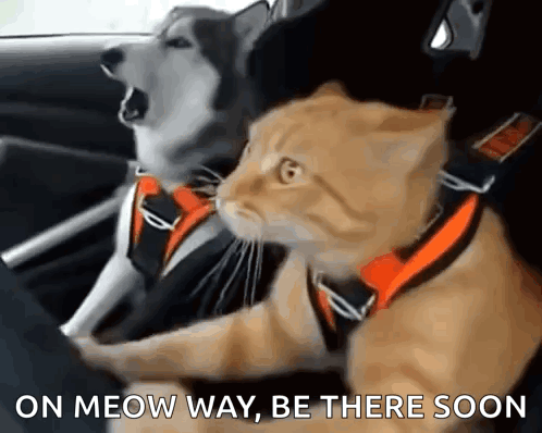 Dog And Cat In Car On Meow Way GIF