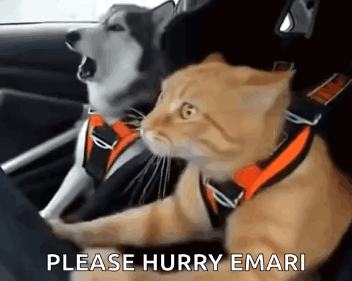 Dog and Cat in Car Saying Please Hurry Emari