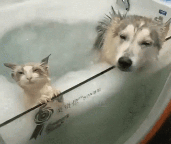 Dog And Cat In The Hot Tub GIF