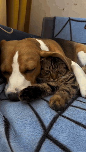 Dog and Cat Laying on Couch