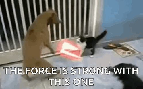 Dog And Cat Lightsaber The Force Is Strong With This One GIF