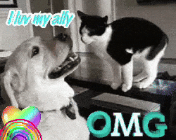 Dog And Cat Looking At Each Other OMG GIF