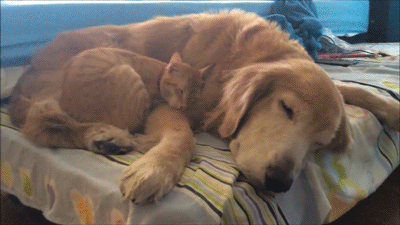 Dog And Cat Nap Time Together GIF