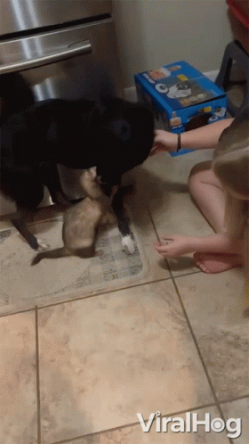 Dog and Cat Playing with Box of Oreos