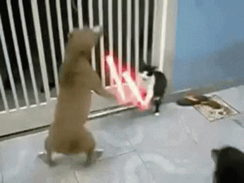 Dog and Cat Playing With Lightsabers