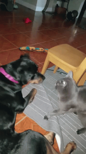 Dog and Cat Playing With Toy