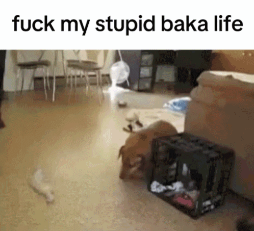Dog And Cat Saying Fuck My Stupid Baka Life GIF