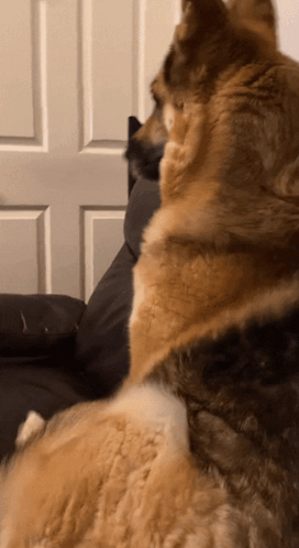 Dog and Cat Sitting on Couch Looking at Each Other