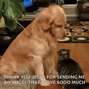 Dog And Cat Sitting Together GIF
