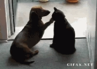 Dog and Cat Touching Paws