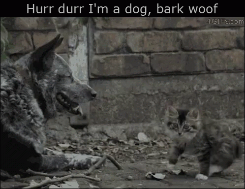 Dog And Kitten Hurr Durr GIF
