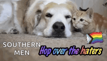 Dog and Kitten Southern Men Hop Over Haters
