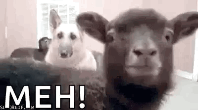 Dog and Sheep Sitting Together