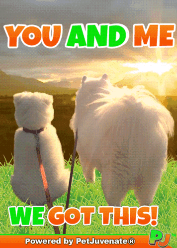 Dog and Teddy Bear You and Me We Got This