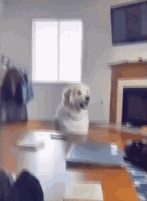 Dog Animal Shock Reaction GIF.