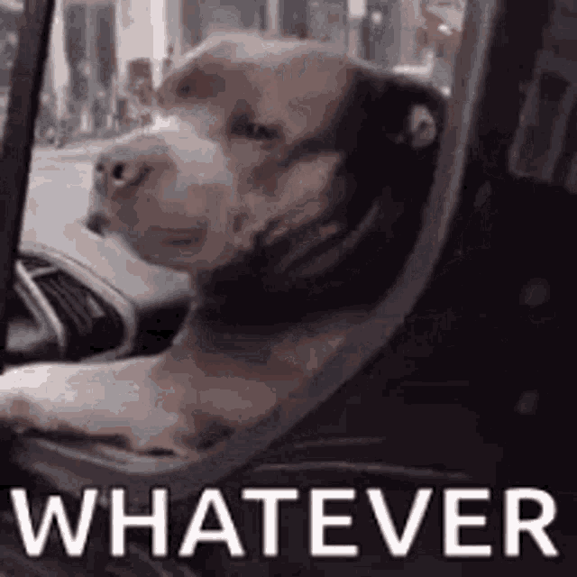 Dog Animal Whatever GIF
