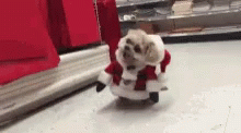 Dog As Drunk Santa Walking GIF