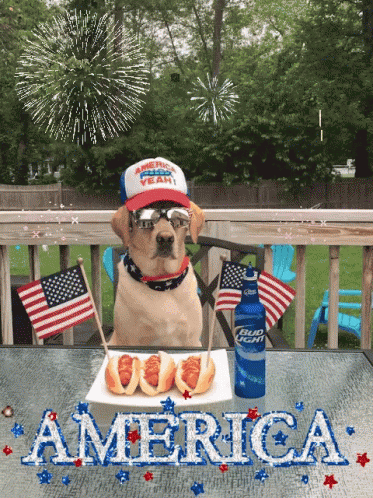 Dog at Table With Hot Dogs and Bud Light