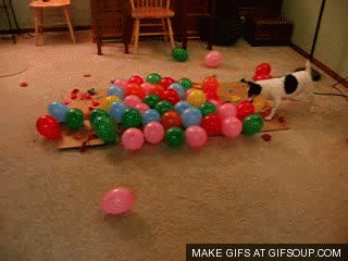 Dog Attacking Balloons GIF