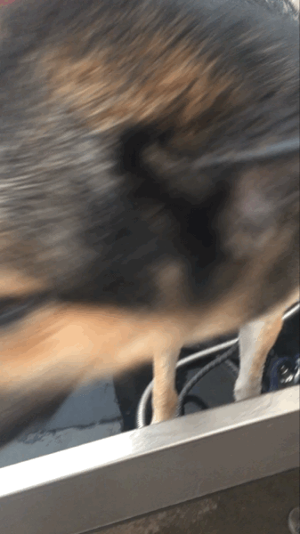 Dog Attempts To Bite GIF