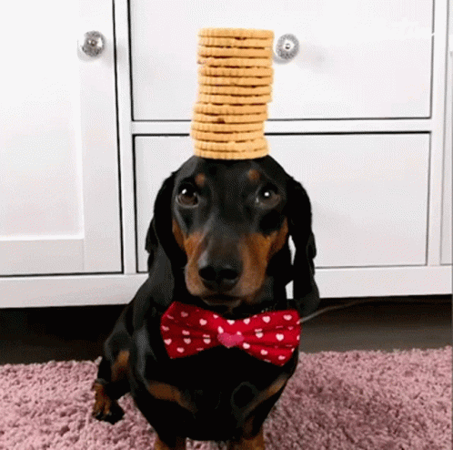 Dog Balance Biscuits On Head GIF