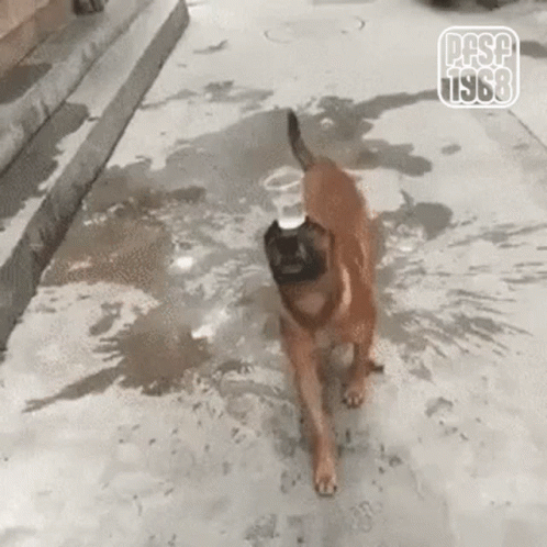 Dog Balance Cup Of Water On Muzzle GIF