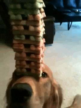 Dog Balance Tower Of Treats GIF