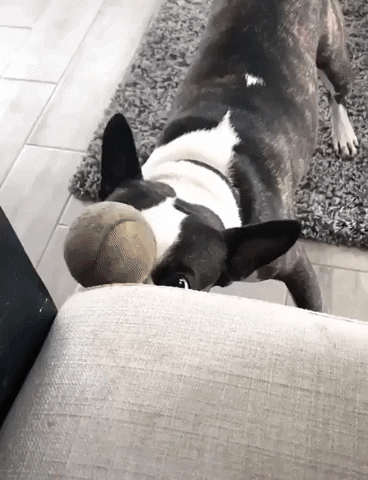 Dog Ball Balance On Nose GIF
