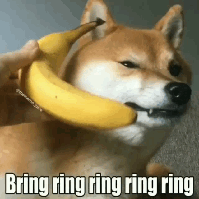 Dog Banana Phone Ring GIF