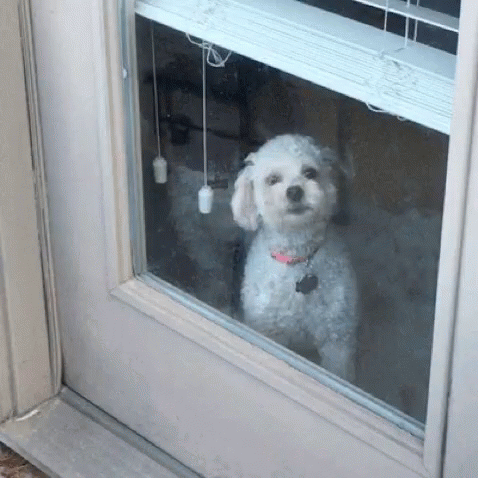 Dog Barking Cute Puppy Bichon Frise GIF