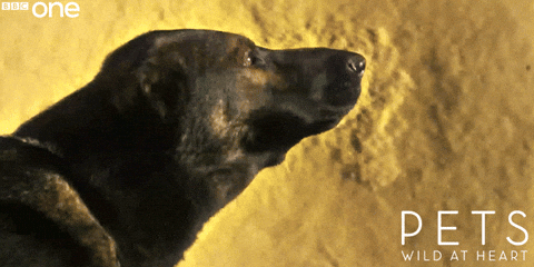 Dog Barking In Water Sound GIF