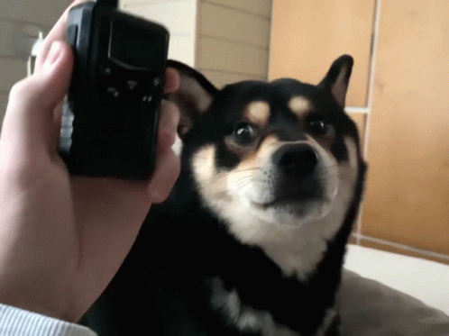 Dog Barking On Radio GIF