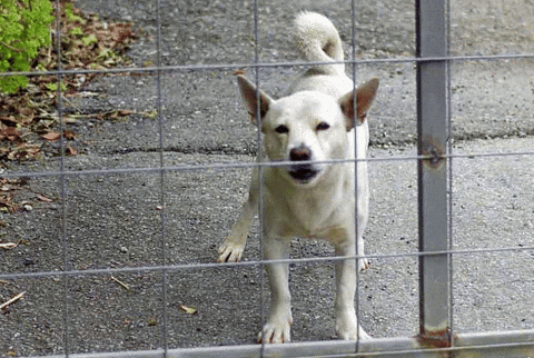 Dog Barking Sound Inside Fence GIF