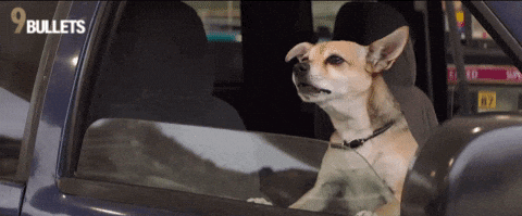 Dog Barking Sound Inside The Car GIF