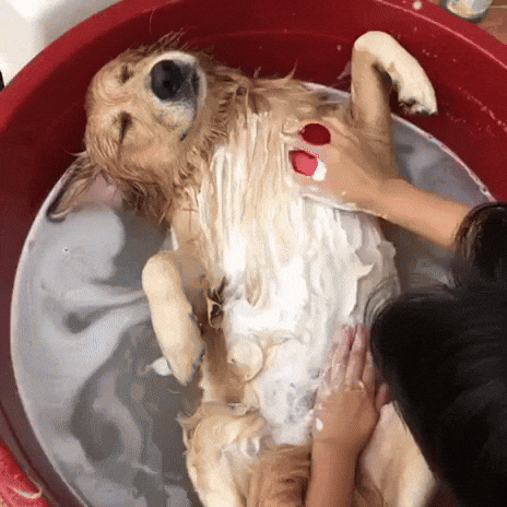 Dog Bath Time Owner Soaps Belly GIF