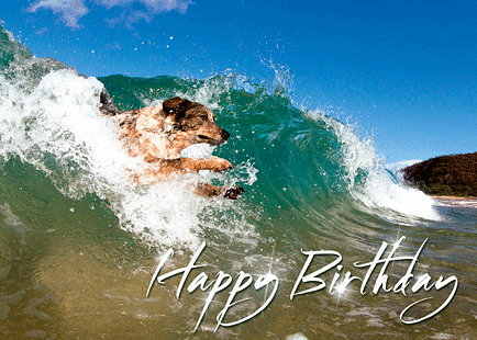 Dog Bathe At The Beach Birthday GIF