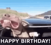 Dog Beach Birthday Joyride GIF