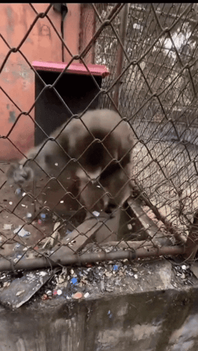 Dog Behind Chain Link Fence