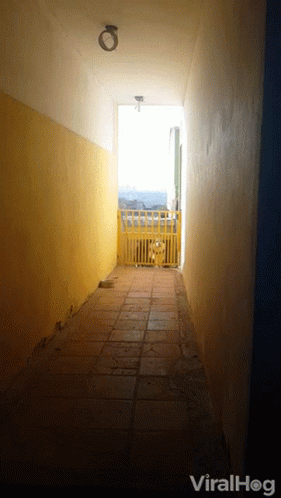 Dog Behind Yellow Fence With Viralhog