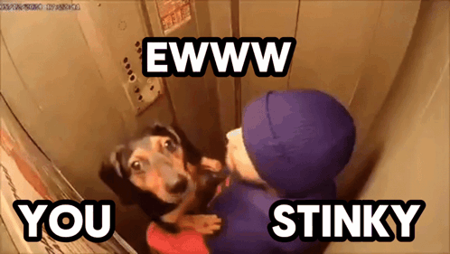 Dog Being Held In Elevator Saying Eww You Stinky GIF