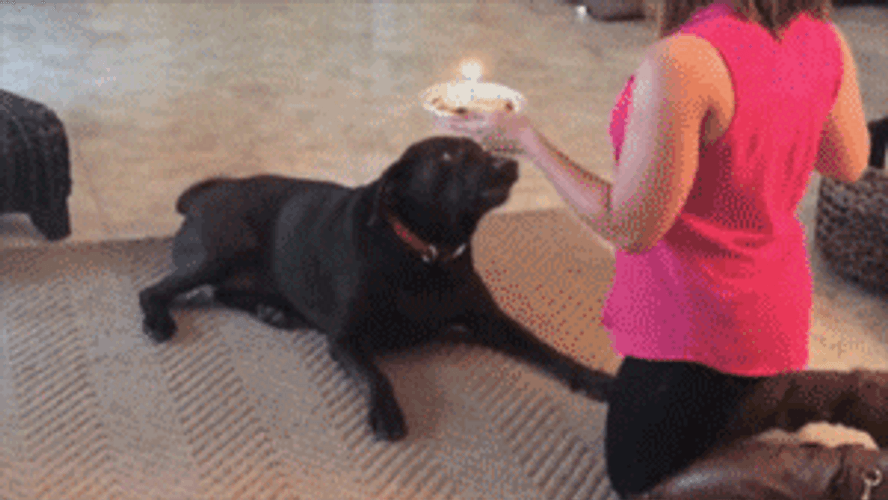 Dog Birthday Cake Slap GIF