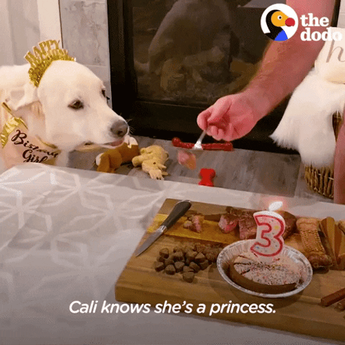Dog Birthday Cali Knows GIF