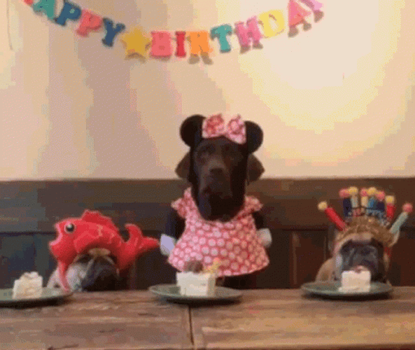 Dog Birthday Dressed Up Eating Cakes GIF