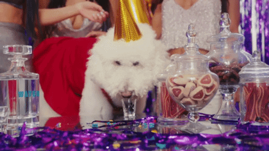 Dog Birthday Drinking In Shot Glass GIF