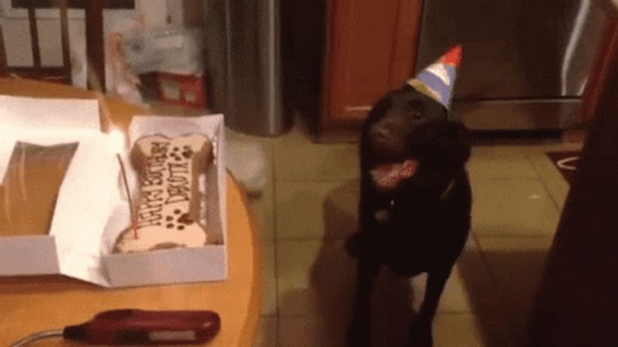 Dog Birthday Excited Bone Cake GIF