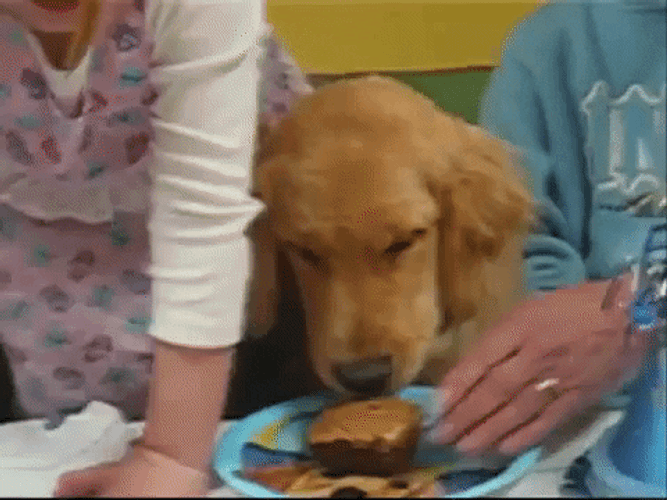 Dog Birthday Licking Cake GIF