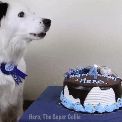 Dog Birthday Singing Bark GIF