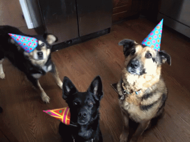 Dog Birthday Three Dogs Party Hats GIF