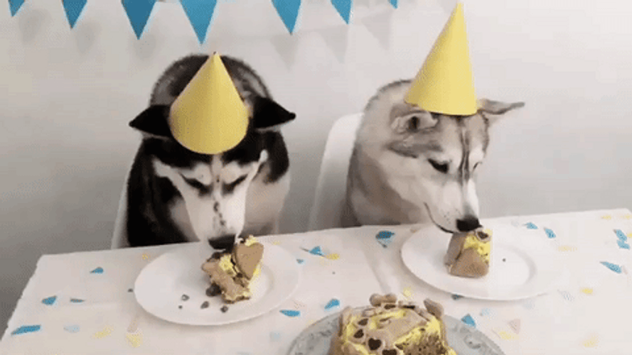 Dog Birthday Two Huskies Eating GIF
