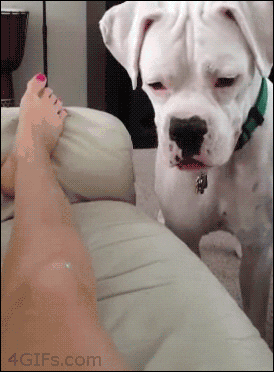 Dog Bites A Leg GIF